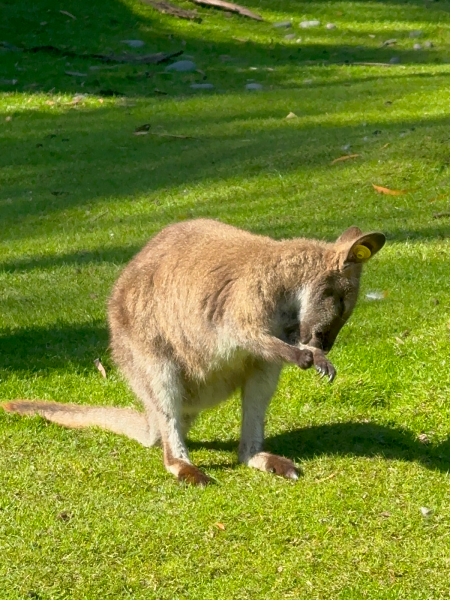 Wallaby 1