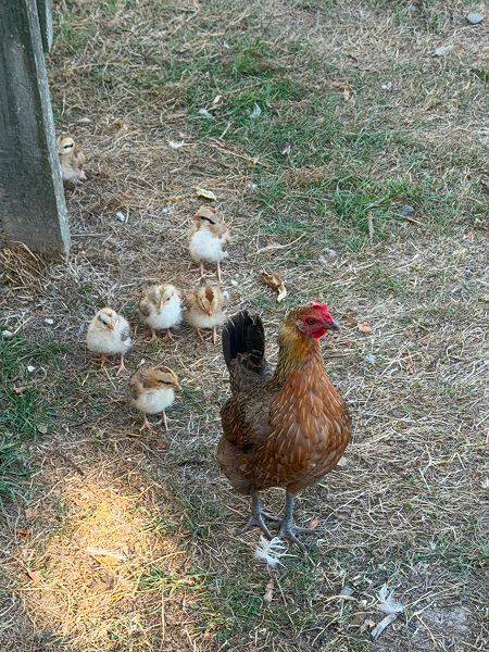 Chicken and Chicks