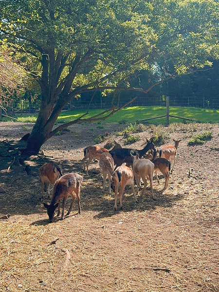 Fallow Deer