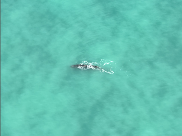 Whale spotted